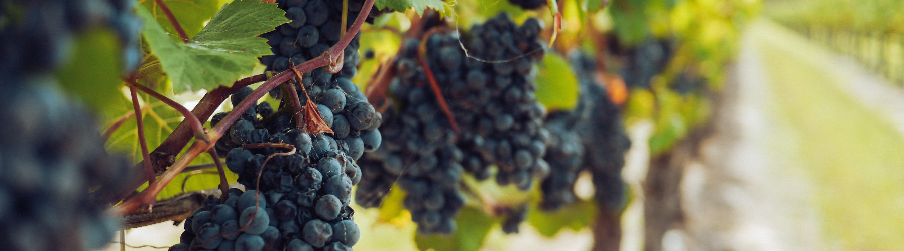 [Courtesy of pexels](https://www.pexels.com/photo/bunches-of-grapes-hanging-from-vines-3840335/)